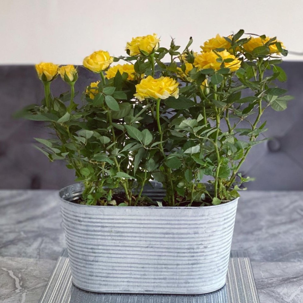Yellow Rose Centerpiece
